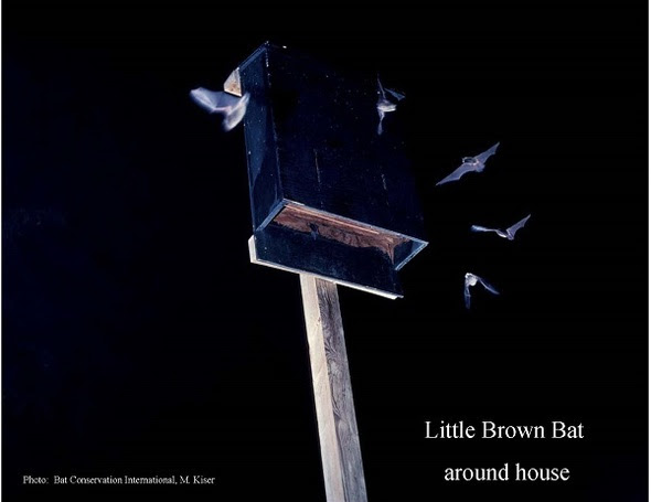Give bats a place to stay outside your attic (so they can eat a ton of bugs!) with a bat house | Iowa DNR